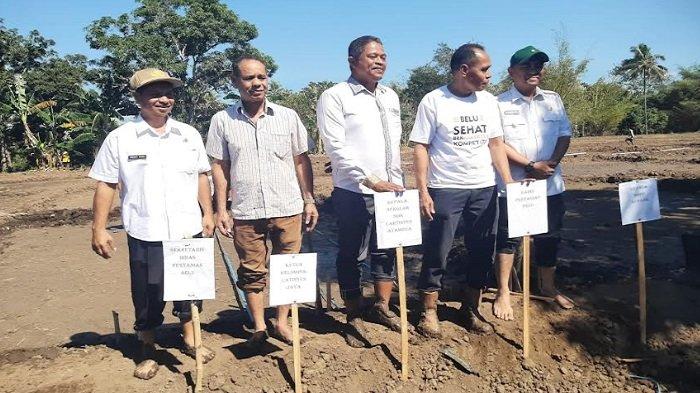 Pembangunan pertanian di Indonesia menjadi salah satu fokus utama dalam upaya meningkatkan ketahanan pangan nasional. Di wilayah Nusa Tenggara Timur, khususnya di Kabupaten Belu, budidaya padi gogo menjadi salah satu solusi alternatif untuk mengoptimalkan lahan pertanian yang ada. Pemkab Belu, dalam hal ini, menyambut baik inisiatif yang dilakukan oleh Balai Besar Pendidikan dan Pelatihan Pertanian (BBPP) Kupang. Melalui program budidaya padi gogo, diharapkan para petani dapat meningkatkan produktivitas serta kualitas hasil pertanian mereka. Artikel ini akan membahas lebih dalam mengenai sambutan Pemkab Belu terhadap budidaya padi gogo, manfaat yang dapat diperoleh, tantangan yang harus dihadapi, serta langkah-langkah strategis yang perlu diambil untuk mengoptimalkan program ini. 1. Latar Belakang Budidaya Padi Gogo Budidaya padi gogo merupakan sistem penanaman padi yang diterapkan pada lahan kering, yang biasa dilakukan tanpa mempertimbangkan irigasi berat. Konsep ini menjadi relevan terutama di daerah dengan curah hujan yang tidak merata dan lahan yang terbatas seperti Kabupaten Belu. Padi gogo memiliki beberapa keunggulan, di antaranya adalah ketahanannya terhadap kekeringan serta kemampuan beradaptasi pada berbagai jenis tanah. Dalam konteks Kabupaten Belu, budidaya padi gogo diyakini dapat menjadi alternatif untuk meningkatkan ketahanan pangan masyarakat. Di Indonesia, padi gogo telah lama dikenal dan diterapkan di berbagai daerah, namun penting untuk memahami bahwa setiap daerah memiliki karakteristik unik yang mempengaruhi praktik budidayanya. Kabupaten Belu dengan kondisi geografi dan iklimnya yang spesifik memerlukan pendekatan yang berbeda dalam pengelolaan budidaya padi gogo. Pemkab Belu melalui dinas pertanian setempat telah melakukan sosialisasi dan pelatihan dalam rangka memperkenalkan teknik budidaya ini kepada para petani. Melalui dukungan dari BBPP Kupang, program budidaya padi gogo diharapkan dapat dirancang dengan pendekatan ilmiah yang menerapkan teknologi tepat guna. Selain itu, kolaborasi ini juga diharapkan dapat meningkatkan kapasitas petani lokal dalam mengelola lahan pertanian secara efektif, sehingga dapat menghasilkan padi gogo dengan kualitas yang lebih baik. 2. Manfaat Budidaya Padi Gogo bagi Petani dan Masyarakat Budidaya padi gogo tidak hanya memberikan manfaat ekonomi bagi petani, tetapi juga berdampak positif bagi masyarakat secara keseluruhan. Pertama-tama, praktik ini dapat meningkatkan pendapatan petani. Dengan budidaya padi gogo, para petani dapat memanfaatkan lahan kering yang sebelumnya tidak produktif. Peningkatan hasil panen yang signifikan dapat meningkatkan kesejahteraan ekonomi petani serta keluarganya. Selain itu, padi gogo memiliki daya tahan yang baik terhadap perubahan iklim, sehingga dalam jangka panjang, petani tidak perlu khawatir akan ketidakpastian hasil panen akibat cuaca yang ekstrem. Hal ini tentunya memberikan rasa aman bagi petani dalam merencanakan siklus tanam dan panen mereka. Kedua, budidaya padi gogo dapat mendukung ketahanan pangan di tingkat lokal. Dengan meningkatnya produktivitas padi, Kabupaten Belu dapat mengurangi ketergantungan pada pasokan beras dari daerah lain. Ini adalah langkah penting dalam menjaga ketersediaan pangan bagi masyarakat lokal dan mengurangi potensi krisis pangan. Ketiga, program ini juga dapat membuka peluang kerja baru di sektor pertanian. Dengan meningkatnya kegiatan pertanian, banyak tenaga kerja lokal yang dapat terlibat dalam proses budidaya, mulai dari persiapan lahan, penanaman, perawatan, hingga panen. Ini akan membantu mengurangi angka pengangguran di daerah tersebut. Keempat, budidaya padi gogo berpotensi untuk meningkatkan keragaman pangan. Padi gogo dapat disandingkan dengan tanaman hortikultura lainnya, sehingga petani mampu memproduksi berbagai jenis pangan. Keberagaman pangan akan membantu meningkatkan gizi masyarakat serta menciptakan pola makan yang lebih seimbang. 3. Tantangan dalam Implementasi Budidaya Padi Gogo Meskipun memiliki banyak manfaat, implementasi budidaya padi gogo tidak lepas dari berbagai tantangan. Pertama, tantangan utama yang dihadapi adalah masalah pengetahuan dan keterampilan petani. Banyak petani yang belum familiar dengan teknik budidaya padi gogo yang efektif. Oleh karena itu, diperlukan program penyuluhan dan pelatihan yang intensif agar petani dapat memahami dan menerapkan teknik yang tepat. Kedua, faktor lingkungan juga menjadi tantangan. Meskipun padi gogo lebih tahan terhadap kekeringan, namun ketersediaan air tetap menjadi faktor yang penting. Di beberapa wilayah di Kabupaten Belu, masalah kekeringan dapat menghambat proses budidaya. Oleh karena itu, penting untuk melakukan analisis kondisi tanah dan iklim sebelum memulai budidaya. Ketiga, akses terhadap sarana produksi seperti benih berkualitas, pupuk, dan pestisida juga menjadi kendala. Petani sering kali kesulitan mendapatkan bahan-bahan tersebut dengan harga yang terjangkau. Oleh karena itu, dukungan dari pemerintah dan pihak swasta dalam penyediaan sarana produksi sangat dibutuhkan. Keempat, masalah pasar juga menjadi tantangan. Petani perlu menjamin bahwa hasil panen mereka dapat dijual dengan harga yang menguntungkan. Oleh karena itu, diperlukan kerjasama dengan lembaga pemasaran untuk menciptakan jaringan distribusi yang baik. 4. Langkah-Langkah Strategis untuk Mengoptimalkan Budidaya Padi Gogo Untuk mengoptimalkan budidaya padi gogo di Kabupaten Belu, diperlukan langkah-langkah strategis yang terencana. Pertama, pemerintah daerah perlu memperkuat kerjasama dengan BBPP Kupang dalam hal riset dan pengembangan. Melalui penelitian, dapat ditemukan varietas padi gogo yang lebih unggul dan cocok dengan kondisi setempat. Kedua, penyuluhan dan pelatihan kepada petani harus dilaksanakan secara rutin. Pemkab Belu bisa menggandeng lembaga pendidikan dan organisasi petani guna meningkatkan kapasitas SDM di sektor pertanian. Selain itu, penggunaan teknologi pertanian modern juga perlu diperkenalkan untuk mendukung praktik budidaya yang lebih efisien. Ketiga, pemkab harus memperhatikan pembangunan infrastruktur pertanian. Sarana irigasi, jalan akses menuju lahan, serta fasilitas penyimpanan hasil pertanian perlu diperbaiki untuk mendukung kelancaran proses budidaya dan pemasaran hasil. Keempat, menciptakan kemitraan antara petani dan pengusaha, serta lembaga pemasaran akan sangat membantu dalam menjamin pasar bagi produk padi gogo. Dengan adanya jaminan pasar, petani akan lebih termotivasi untuk meningkatkan hasil pertaniannya.